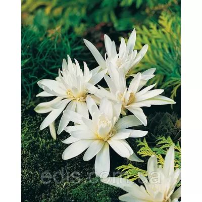 Колхікум (пізньоцвіт) білий махровий Alboplenum 1 цибулина 14/+