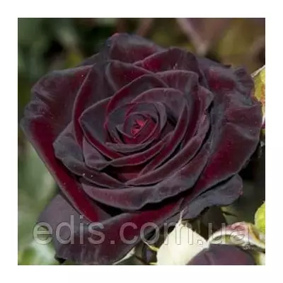 Троянда в'юнка Чорна Королева (Black Queen)