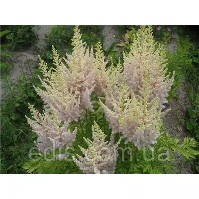 Астільба Milk and Honey (Мілк енд Хоні)