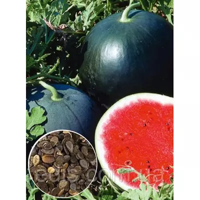 Кавун Вогник 100 г, вагове насіння Яскрава