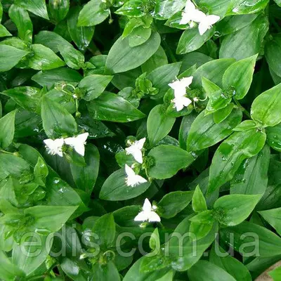 Живець Традесканція прирічна салатова, свіжозріз 4-5 міжвузлів