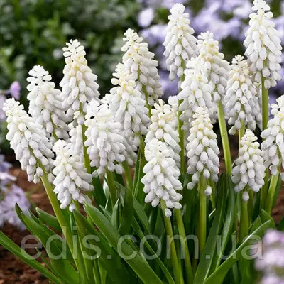 Мускарі Siberian Tiger (Сибериан Тайгер) 5 цибулини