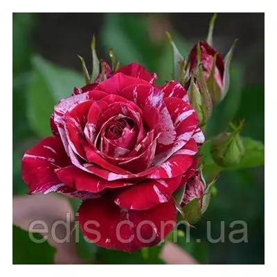 Троянда Спрей Арроу Фолі (Arrow Folies), дрібноквіткова, мультифлора