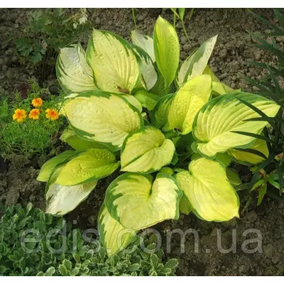 Хоста Gold Standard (Стандарт Голд) кореневище