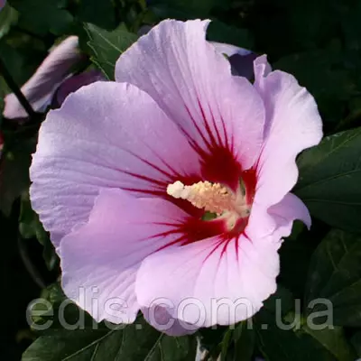 Гібіскус сирійський Pink Flirt (Пінк Флірт) контейнер 1 л