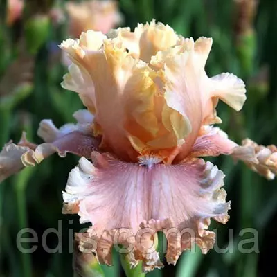 Ірис бородатi I'm Your Lady