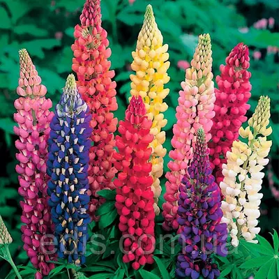 Люпин низькорослий, набір 3 шт.