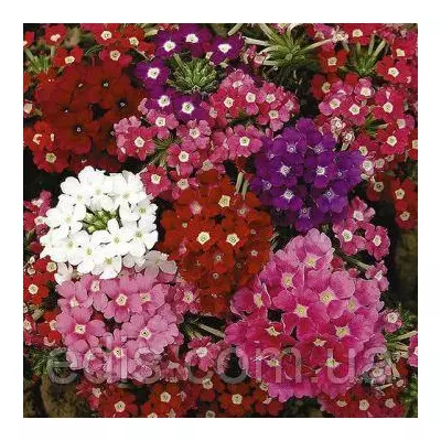 Вербена гібридна низькоросла суміш 0,2 г, насіння Яскрава