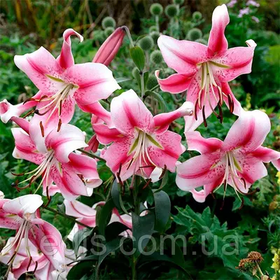 Лілія гігант Anastasia 1 цибулина 12/14