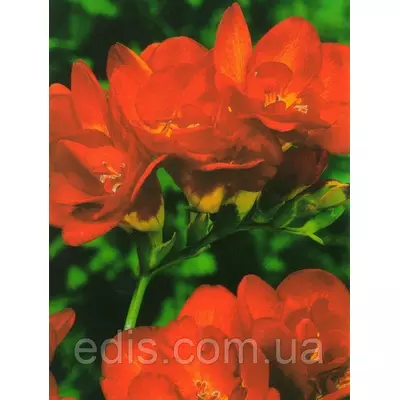 Фрезія махрова червона 5 цибулин