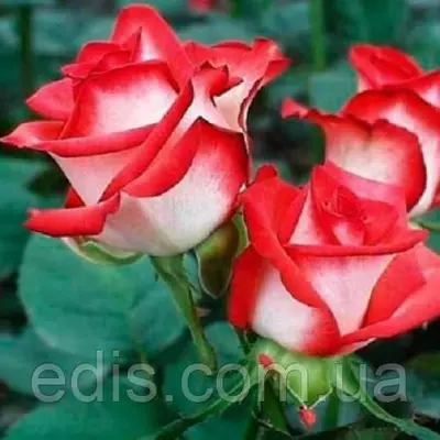 Троянда бордюрна Біло-червона