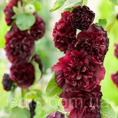 Мальва махрова Бордово-чорна 0,3 г