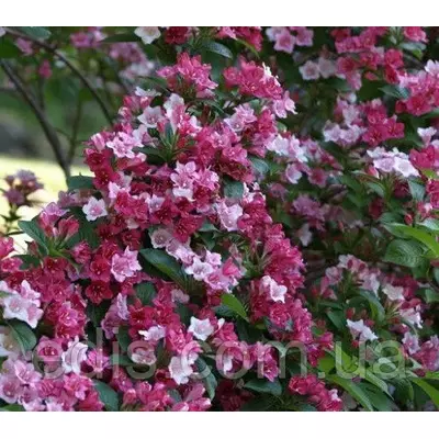 Вейгела Carnaval (Карнавал), саджанець