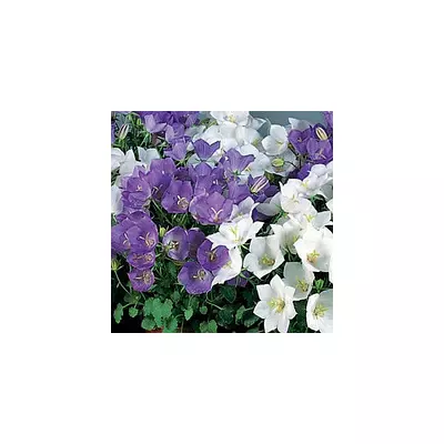 Дзвоники Карпатські 0,1 г, насіння Яскрава