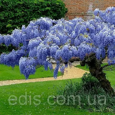 Гліцинія Blue Moon саджанець 3 р. в контейнері 2 л.