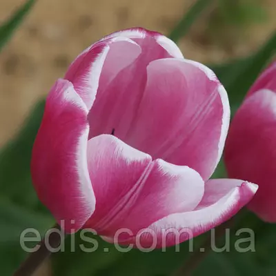 Тюльпан бахромчастий Jambo Beauty (Джамбо Бьюті) 3 цибулинки