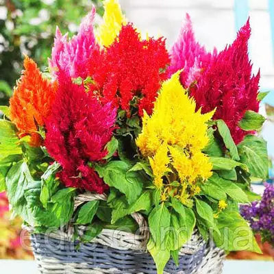 Целозія Пір'яста, насіння Яскрава 0.2 г