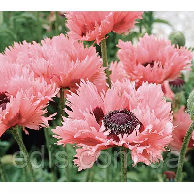 Мак багаторічний Pink Ruffles