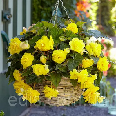 Бегонія бульбова Ампельна з гігантською квіткою Жовта, 1 бульба