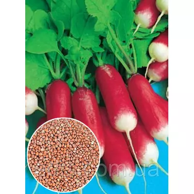Редиска 18 днів 100 г, вагове насіння Яскрава