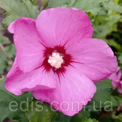 Гібіскус деревовидний Насичено Рожевий