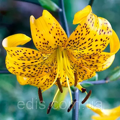 Лілія звисаюча Leichtlinii 1 цибулина 14/16