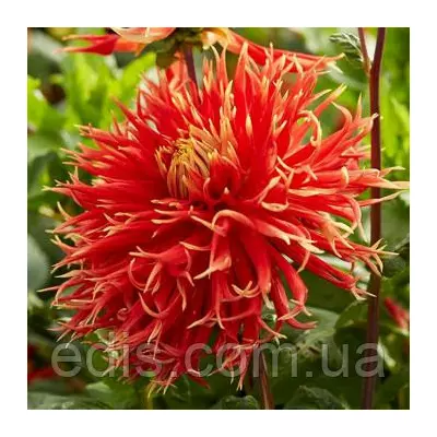 Жоржина Фимбриата Show 'N' Tell