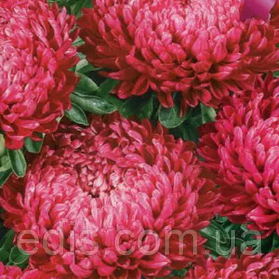 Айстра карликова Маргарита 0,3 г насіння Яскрава