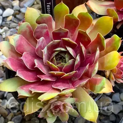 Молодило Tesoro (Скарб), Ø 15 см.