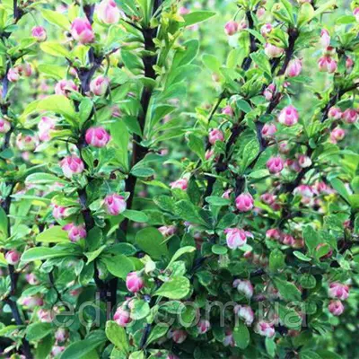 Барбарис Тунберга Powwow у контейнері