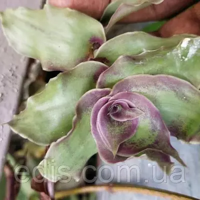 Каллізія Конгеста Dragon's Tail (Хвост дракона) 15-20 см. 3-4 шт. 0,2 л.