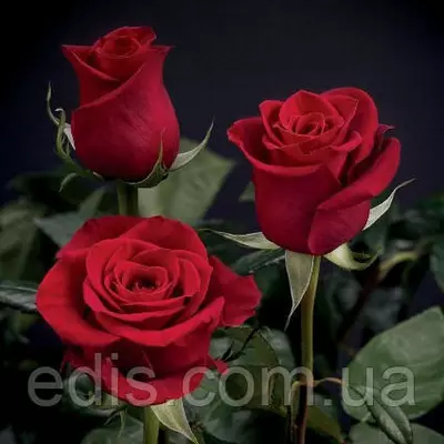 Троянда Фрідом(Freedom) чайно-гібридна