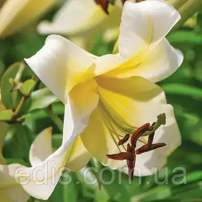 Лілія OT гібрид Tree Miss Peculiar 1 цибулина 12/14