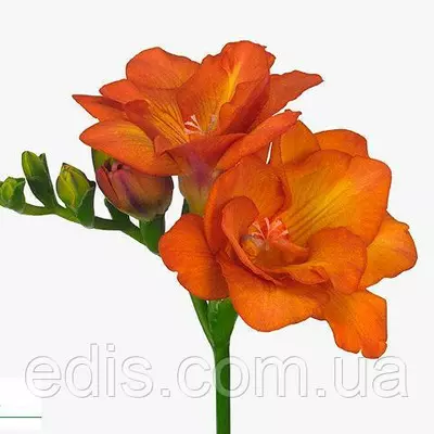 Фрезія махрова помаранчева 5 цибулин