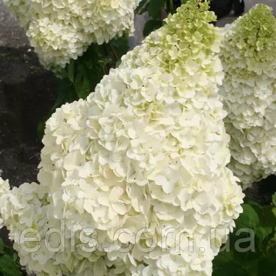 Гортензія волотиста Silver Dollar (Сільвер Долар) в контейнері 2 л.