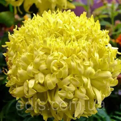 Чорнобривці високі гігантські Фантастік жовті 0,3 г, насіння Яскрава