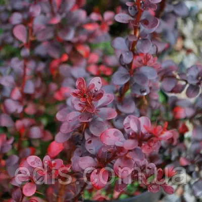 Барбарис Тунберга Dart's Red Lady у контейнері