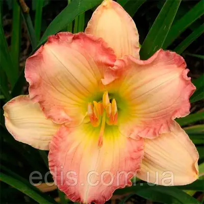 Лілейник Frosted Vintage Ruffles