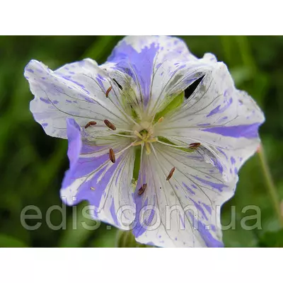 Садова Герань Splish Splash