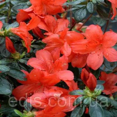 Рододендрон Radja (азалія японська) в контейнері