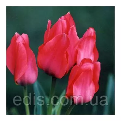 Тюльпан гібрид Грейга Toronto (Торонто) 3 цибулинки