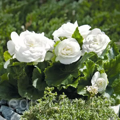 Бегонія бульбова махрова New Star Біла, 1 бульба