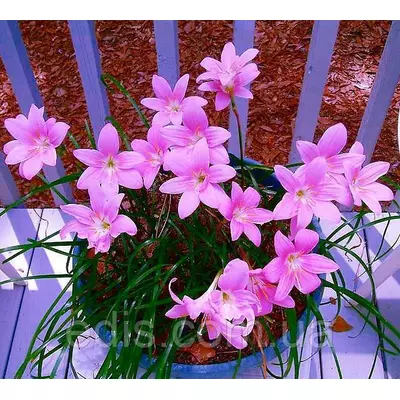 Зефірантес Grandiflora Rosea (Рожевий) 3 цибулини