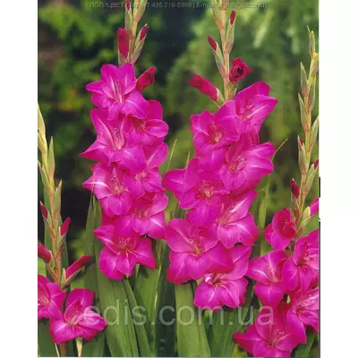 Гладіолус Violet Moon 10/12 3 цибулини