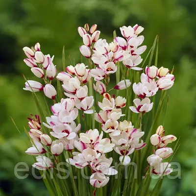 Іксія Sportlight (Спортлайт), 5 цибулин