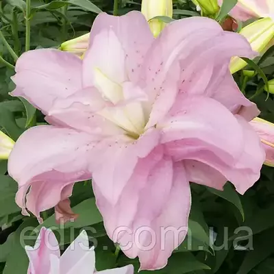 Лілія орієнтальна махрова Lotus Spring 1 цибулина 14/16