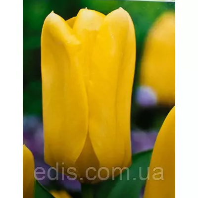 Тюльпан гібрид Фостера Candella (Канделла) 3 цибулинки