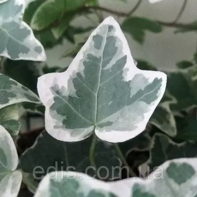 Хедера (плющ кімнатний) Variegata Р9