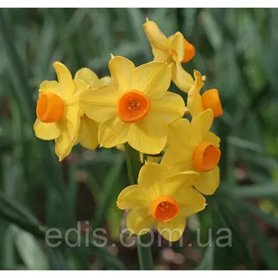 Нарцис Мультифлора Grand Soleir d'or 13/15 1 шт./уп.
