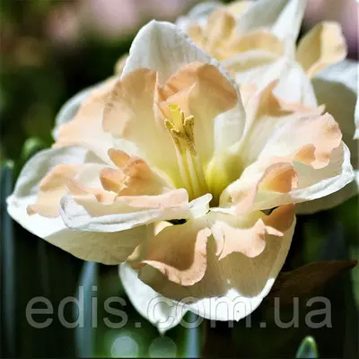 Нарцис розрізнокорончатий Cum Laude (Кум Лауде) 2 цибулини